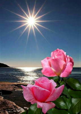 enviar rosas al tanatorio enviar ramos para funerales, flores funeral, flores funerarias