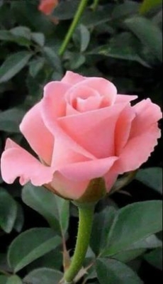 Ramo Funerario 7 Rosas Rosadas, Rosas para el Tanatorio, Ramo de Flores para dar Condolencias, Ramos Funerarios para Bilbao, Flores para Difuntos