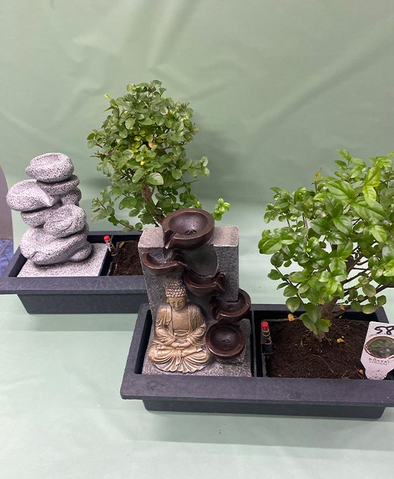 Bonsai Fuente