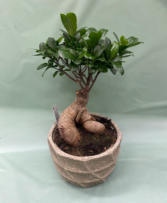 Ficus